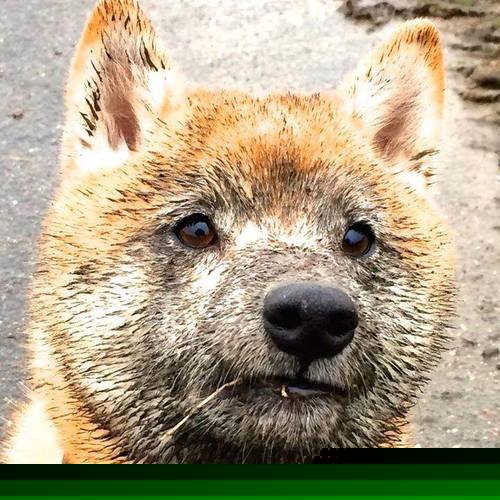 无懈可击的统治与无声的挣扎—红牛完胜哈斯背后，佩雷兹如何刷新个人里程碑