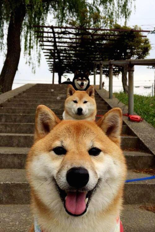 王皓成唯一变数！日本队险胜德国，他扛起全队穿越绝境