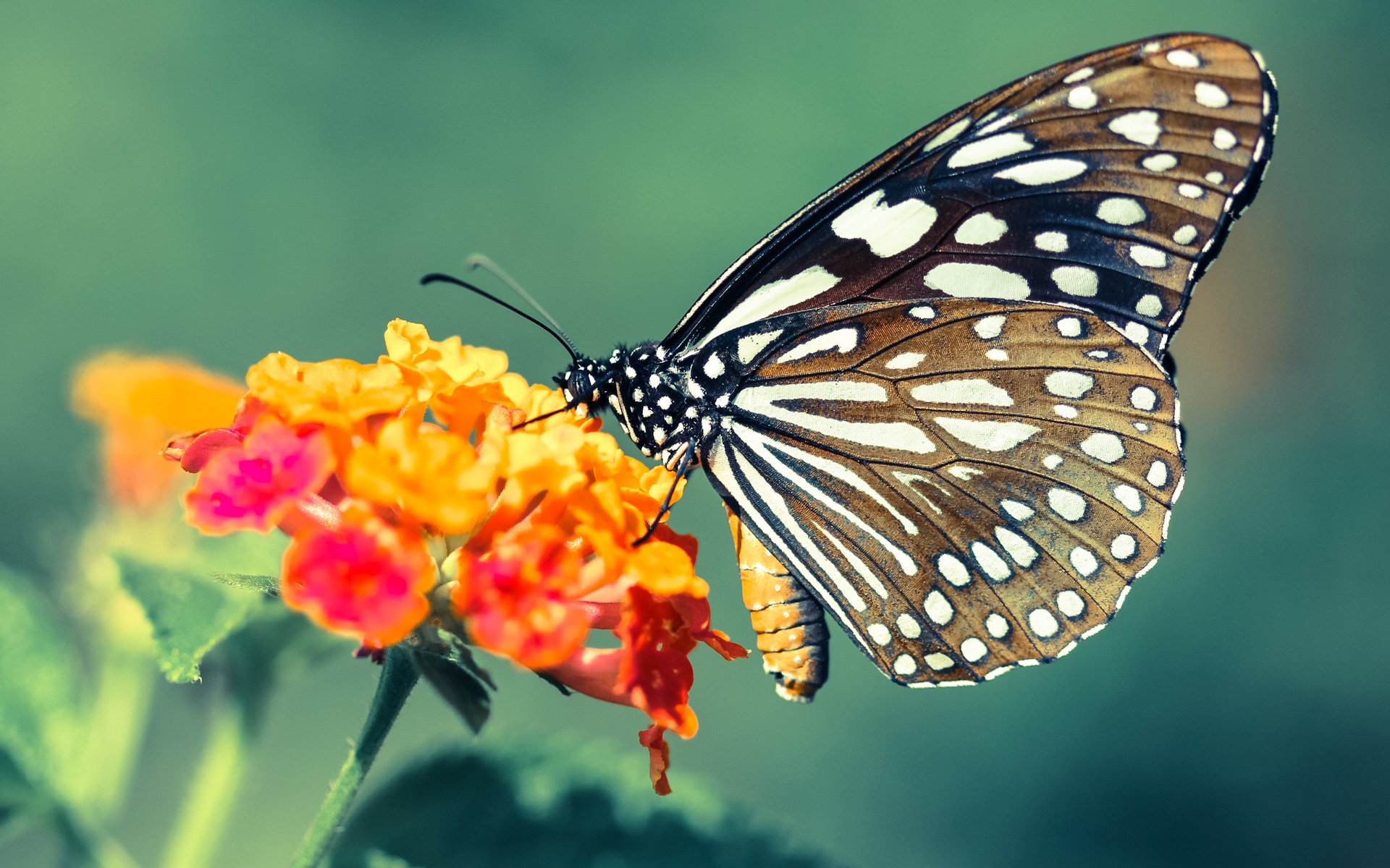 从年终总决赛到戴维斯杯，鲁德如何将遗憾炼成火焰，点燃团队战场