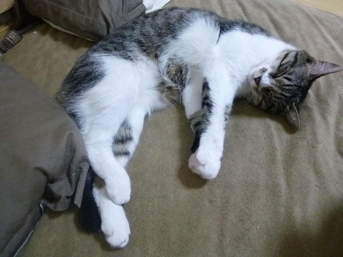 爱游戏APP-烈焰与冰的协奏曲，塞恩斯点燃赛场，雷诺以艺术之名完胜索伯