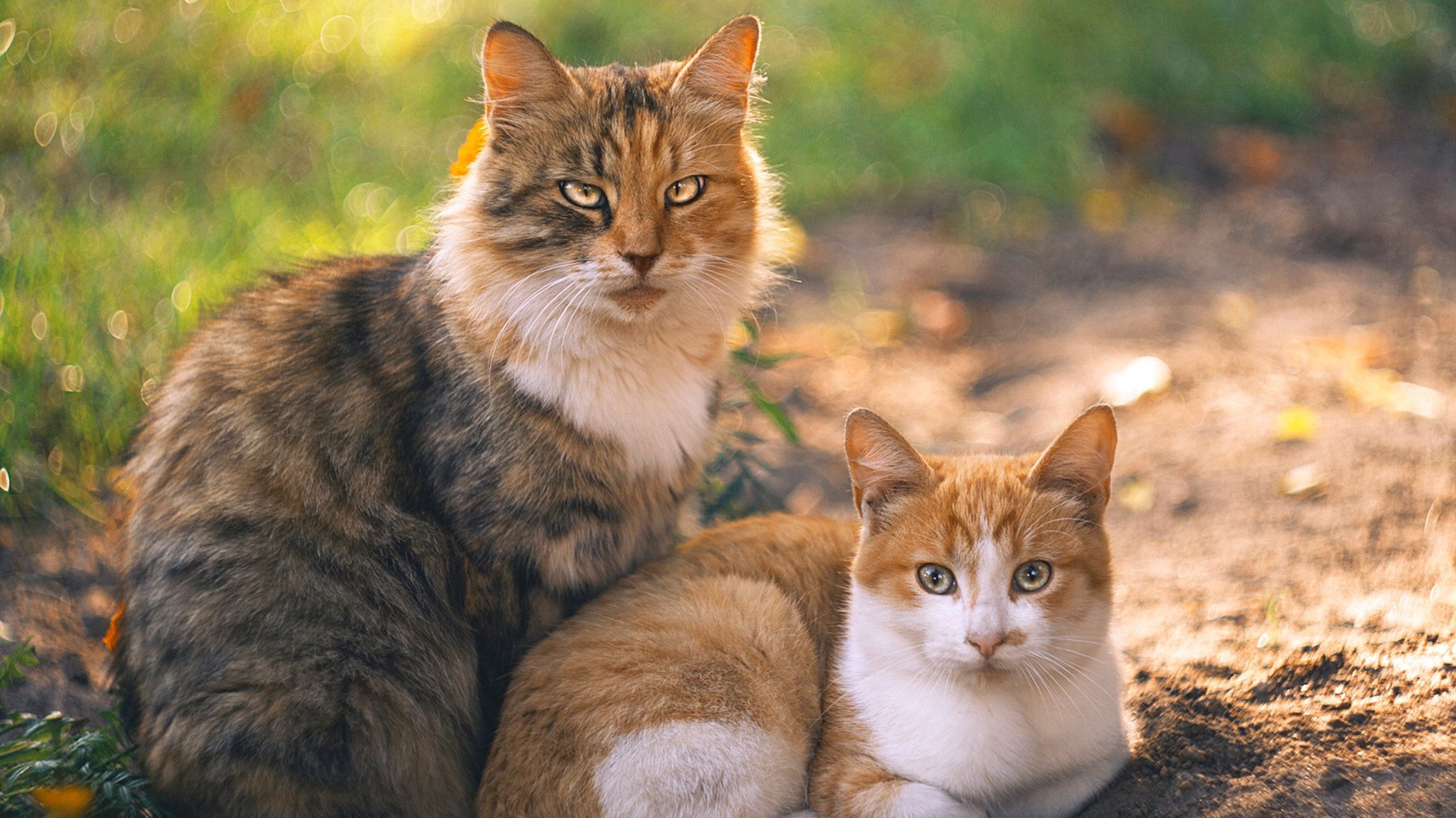 爱游戏大厅-逆袭交响曲，雷诺战术革新与周冠宇的炙热轨迹，如何点燃F1新纪元？