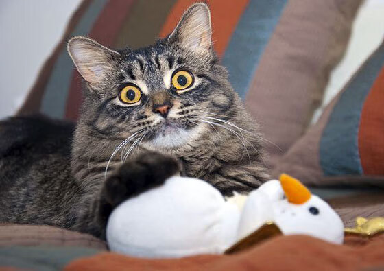 方案（扩展思维）