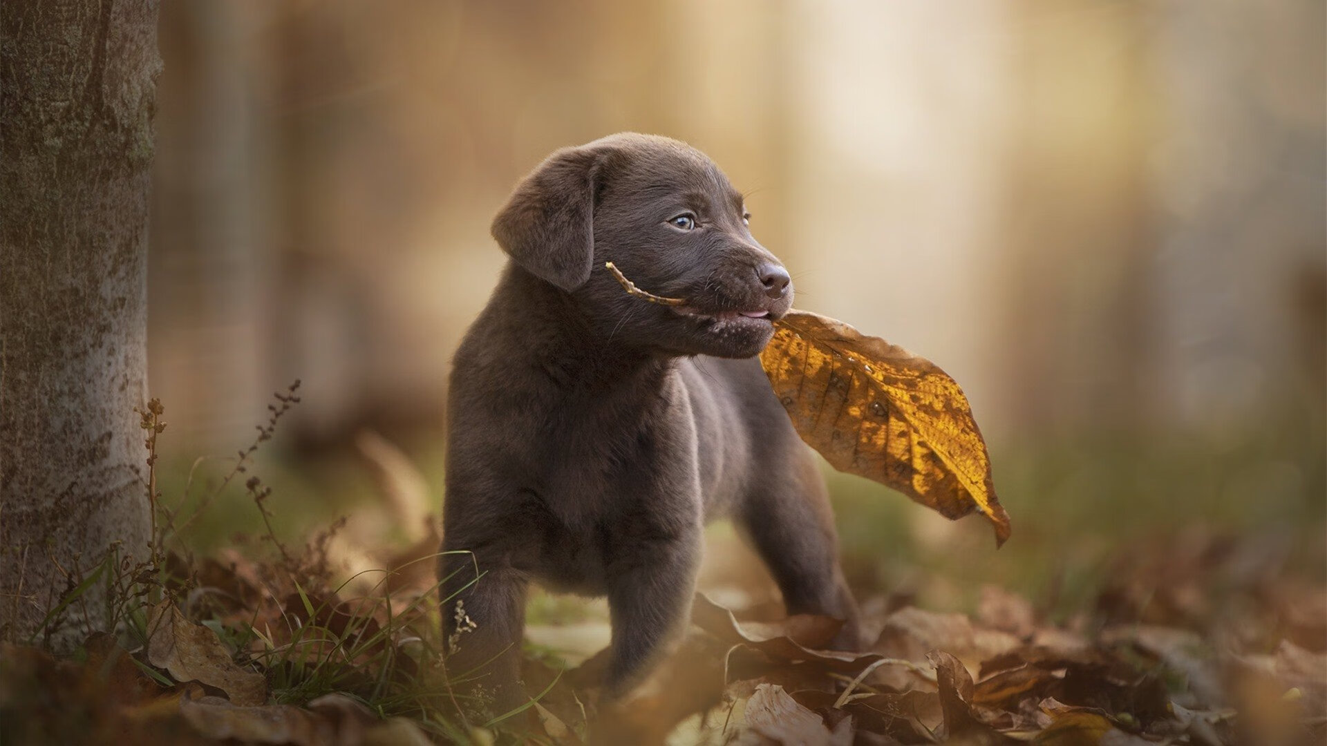 爱游戏APP-非洲之星撕裂天幕，加纳窒息式连续得分，东决关键战历史性压制美国